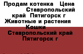 Продам котенка › Цена ­ 10 000 - Ставропольский край, Пятигорск г. Животные и растения » Кошки   . Ставропольский край,Пятигорск г.